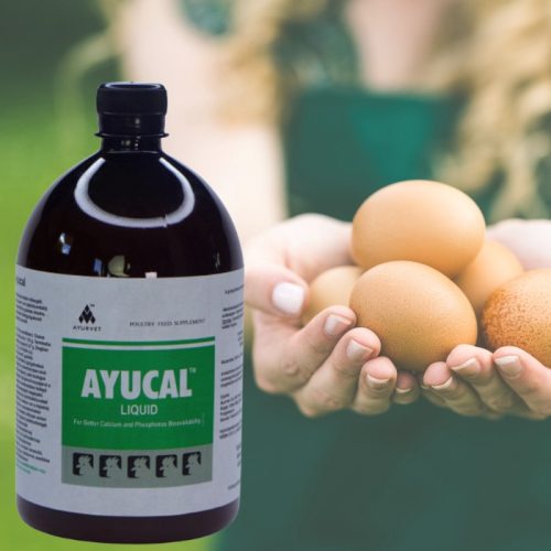 Ayucal herbal oral liquid to support calcium and phosphorus absorption, 1 liter