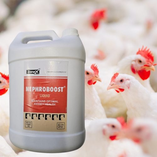 Nephroboost herbal oral liquid for optimal kidney health in poultry, 5 litres