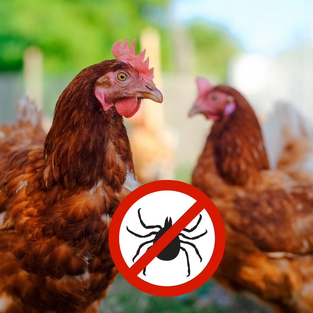 Proven natural solution against red poultry mites